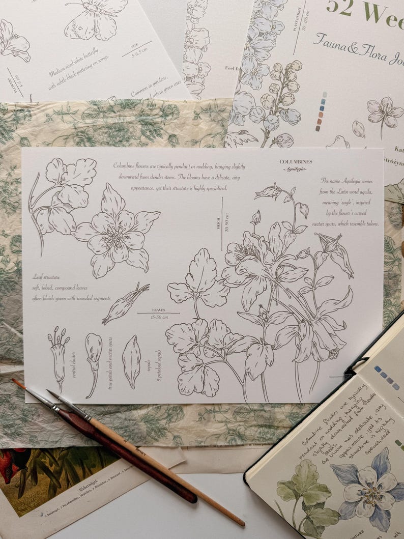 May include: A botanical illustration print of Columbine flowers featuring detailed line drawings, scientific labels, and descriptive text. The print includes diagrams of leaves, petals, and nectar spurs, alongside two paintbrushes and a notebook with a watercolor painting.