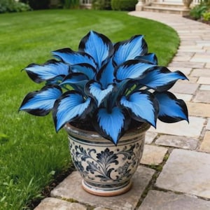 Könnte beinhalten: Eine Topfpflanze mit großen, blau-schwarzen Blättern. Die Pflanze steht in einem dekorativen Keramiktopf mit blau-weißem Blumendesign. Der Topf steht auf einem Steinweg mit grünem Gras im Hintergrund.