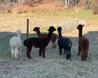 100% Pure Alpaca Manure, Natural Garden and Houseplant Fertilizer