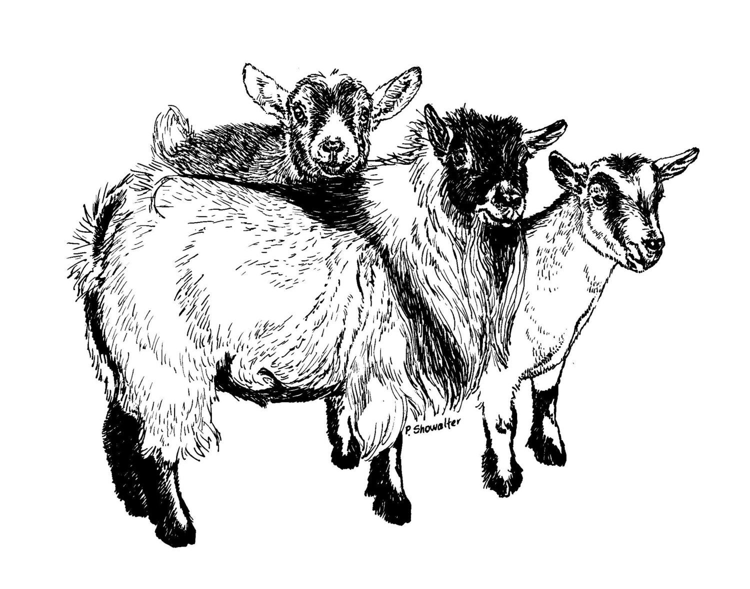 Original of the Pen and Ink Pygmy Goat Drawing by Pat