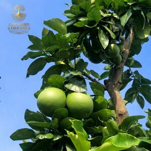 May include: A tree with green fruit and leaves against a blue sky. The tree has a brown trunk and branches. The fruit is round and green. The leaves are a vibrant green. The text "ORCHARD ORIGINS BARE ROOT NURSERY" is visible.
