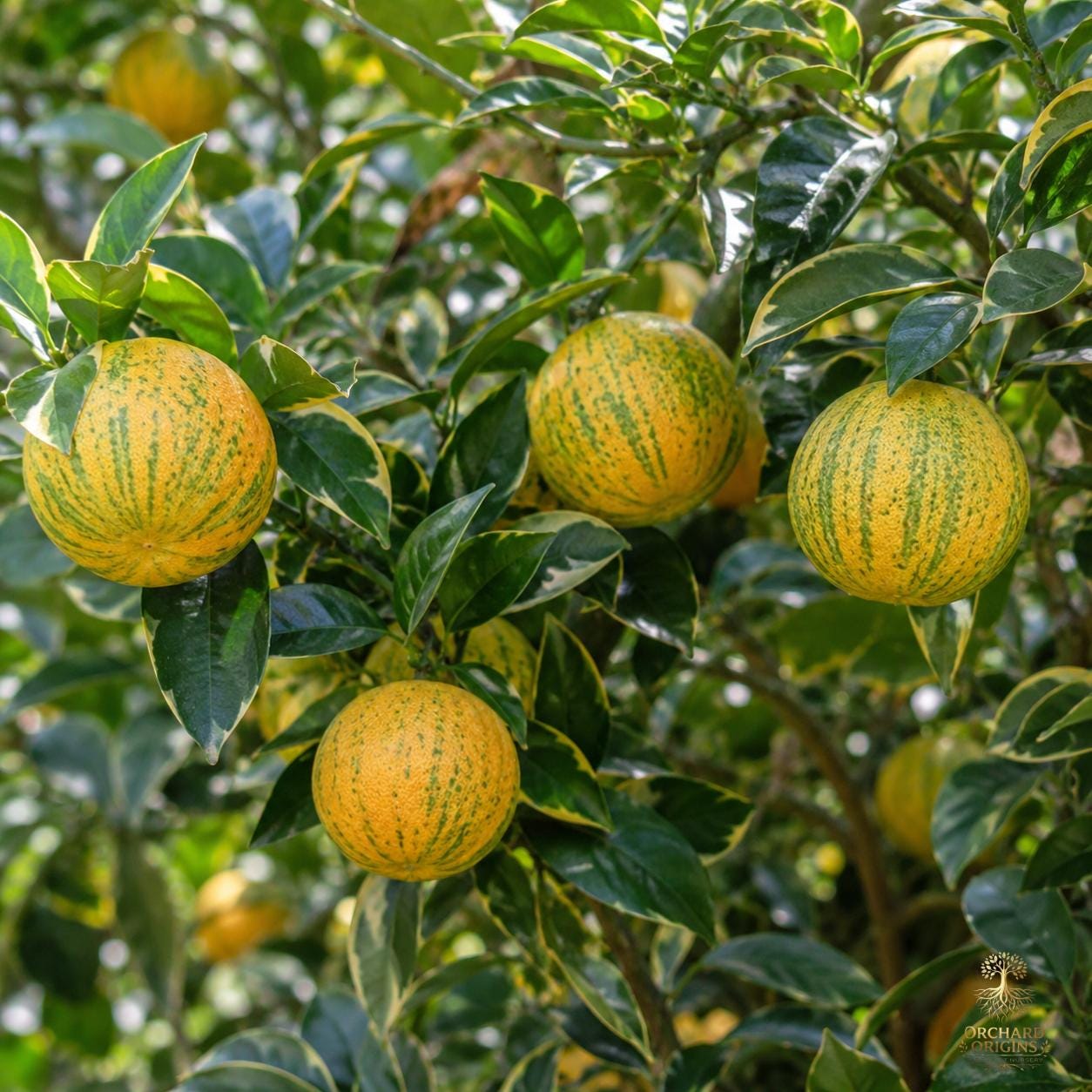 Variegated Calamondin Citrus – 3 Cuttings (No Roots), Imported From Europe, Unrooted