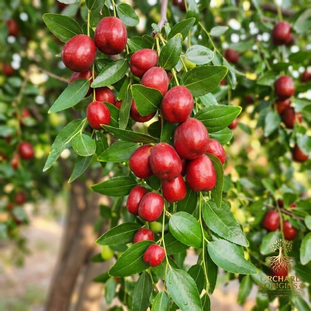 Live Jujube Tree Sapling | Chinese Date Fruit Plant, Cold Hardy Edible ...