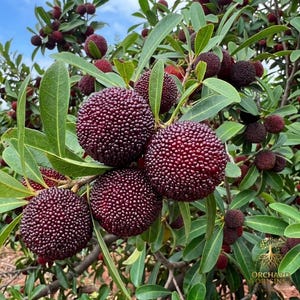 May include: Close-up of a tree branch laden with ripe, dark red bayberries. The berries have a textured surface and are surrounded by green leaves. The image is taken outdoors with a blue sky in the background.