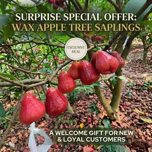 May include: A close-up of a wax apple tree with several bright red fruits hanging from the branches. The image includes text that reads "SURPRISE SPECIAL OFFER: WAX APPLE TREE SAPLINGS" and "A WELCOME GIFT FOR NEW & LOYAL CUSTOMERS."