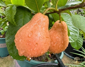 Live Red Guava Tree – Sweet Tropical Pink Sapling, Edible Exotic Fruit (Potted/Bare Root)