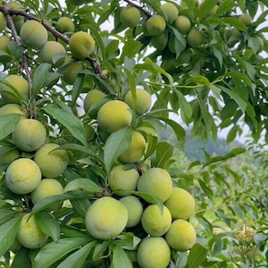 May include: A close-up shot of a tree branch laden with unripe green plums. The plums are round and clustered among green leaves. The image is taken outdoors, with a blurred background of more trees.