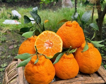 Live Dekopon Mandarin Tree | Shiranui Sweet Citrus Sapling, Seedless (Bare Root)