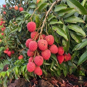 May include: A cluster of ripe lychee fruits hanging from a tree branch. The fruits have a textured, bright red, bumpy skin. They are surrounded by numerous dark green, elongated, pointed leaves that provide a dense canopy for the fruit cluster.