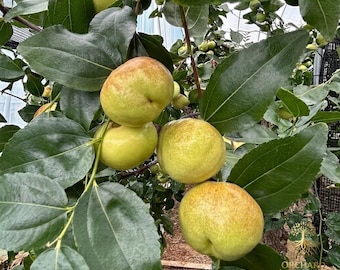 Rare Pan Zao Jujube Tree | Sweet Donut Chinese Date Sapling | Exotic Fruit Plant