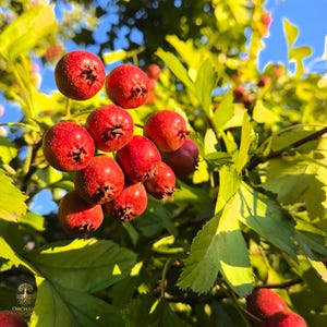 May include: A cluster of bright red hawthorn berries hanging from a branch with vibrant green leaves. The round, textured fruit features small dark calyxes at the base. The scene is illuminated by natural sunlight against a clear blue sky.
