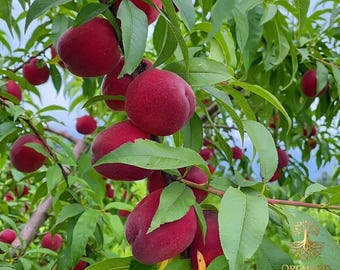 Rare Indian Blood Peach Tree Seedling | Live Red Fleshed Heirloom Fruit Tree | Bare Root Starter Plant for Home Garden