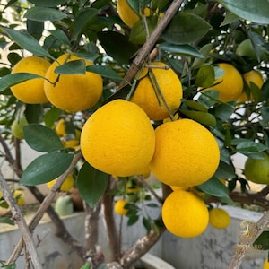May include: A close-up of a citrus tree laden with ripe, yellow fruit. The fruit is round and has a textured peel. The tree's green leaves contrast with the bright yellow fruit. The image is well-lit, showcasing the details of the fruit and foliage.