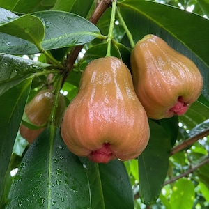 May include: Three bell-shaped wax apples hanging from a green branch. The fruit has a smooth, light pinkish-red skin with a glossy, wet appearance. Each piece of fruit is attached to a stem surrounded by dark green, oval-shaped leaves.