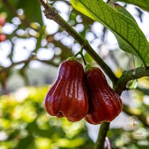 May include: Two ripe, red rose apples hanging from a tree branch. The fruits have a glossy, smooth texture and a bell-like shape. Green leaves and a blurred background of foliage complete the image. The logo "Orchard Origins" is visible in the bottom right corner.