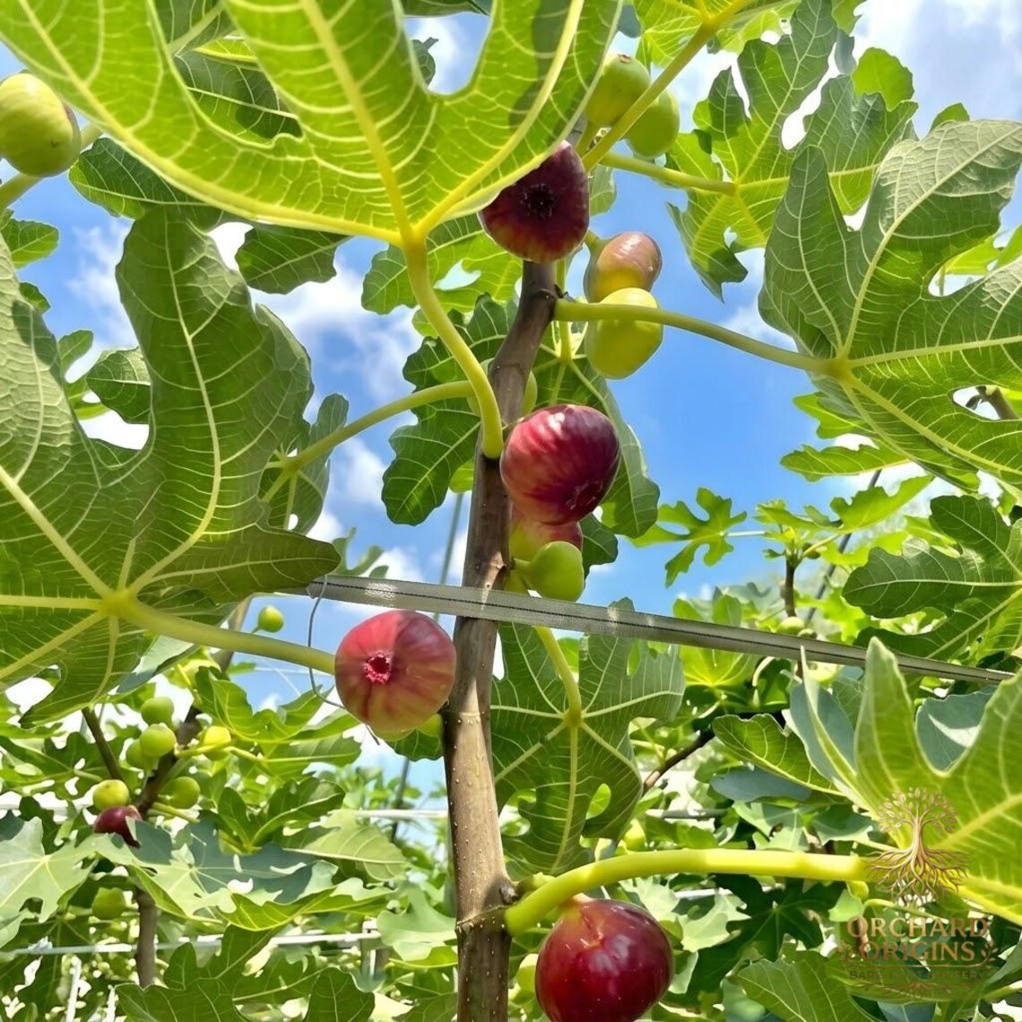 Fig Ree Sapling Sweet Fig Tree Live Plant | Fast Growing Fruit Sapling for Backyard ...