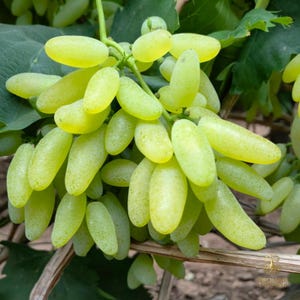 Rare Gold Finger Grape Vine Seedling | Extremely Sweet Elongated Table Grapes (Bare Root)