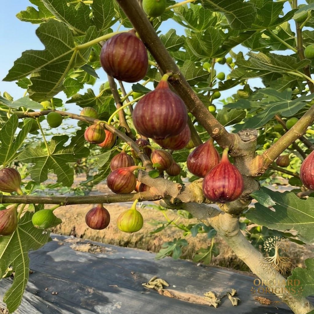 Fig Ree Sapling Sweet Fig Tree Live Plant | Fast Growing Fruit Sapling for Backyard ...