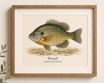 May include: A framed watercolour print of a bluegill fish. The fish is rendered in shades of green, yellow, and brown. The print includes the name "Bluegill" and the scientific name "Lepomis macrochirus" below the image.