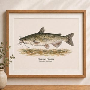 Puede incluir: Una impresión enmarcada con una ilustración en acuarela de un bagre de canal, Ictalurus punctatus. El pez está representado en tonos marrones, grises y rosas, con largos barbillones. La impresión está sobre un fondo beige.