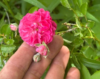 Dorthy Perkins roses 8 inches with roots