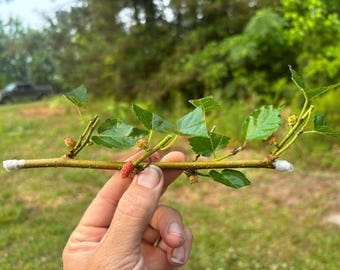 Butterfly Ginger root 6 inch