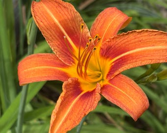 Orange Daylily plant