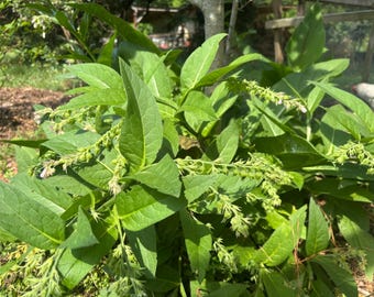 Sección de la raíz de la planta de consuelda