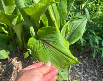 Blue Turmeric tuber