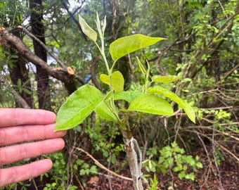 Giant Asian pear tree non-dormant 8 inch cutting