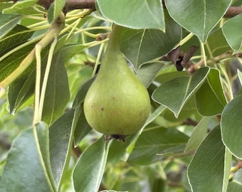 Bartlett pear tree cuttings 10 fresh cut