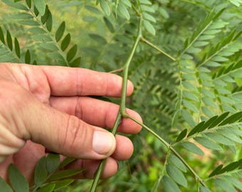 talee di robinia, albero autoctono appena tagliato