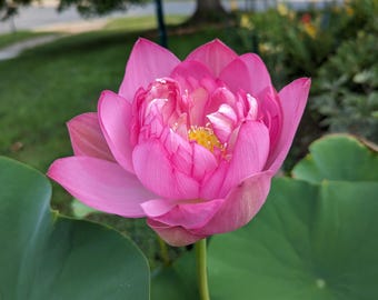 Hardy Multi-petal Pink Lotus Tubers - Large Size