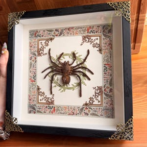May include: A framed, preserved tarantula. The spider is brown and centered on a white background with a decorative border. The frame is black with ornate corner accents. The background has a botanical pattern.