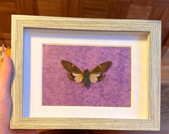 Esemplare autentico di cicala incorniciato: stranezze e curiosità