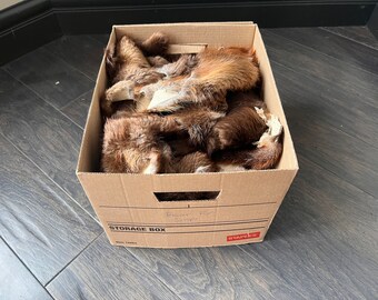Box of Tanned Beaver Fur Scraps - Craft & Sewing Supplies