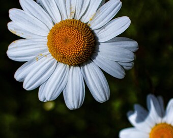 Oxeye Daisy | Floral Wall Art | Digital Download