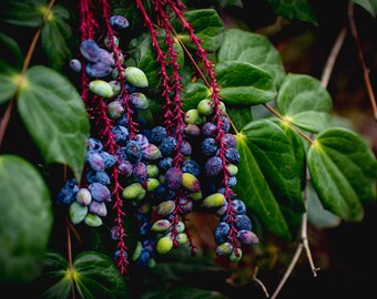 Leatherleaf Mahonia | Floral Wall Art | Digital Download