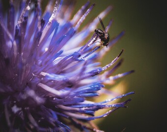 Blessed Milk Thistle | Floral Wall Art | Digital Download