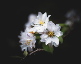Apple Blossom | Floral Wall Art | Digital Download