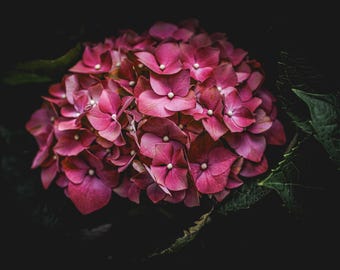 Big Leaf Hydrangea | Floral Wall Art | Digital Download