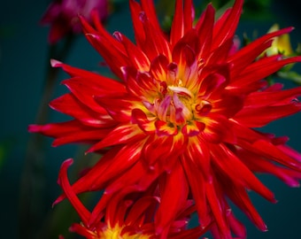 Red Dahlia | Floral Wall Art | Digital Download