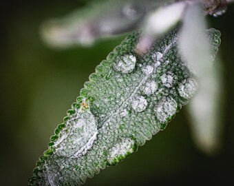 Sage | Nature Wall Art | Digital Download