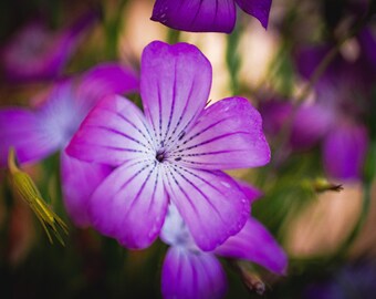 Common Corncockle | Floral Wall Art | Digital Download