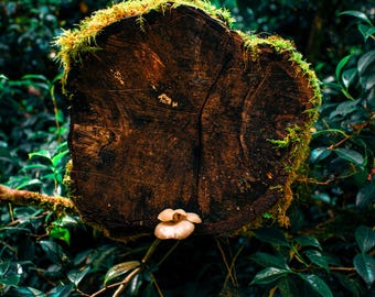 Mossy Log | Nature Wall Art | Digital Download