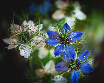 Love-in-a-Mist | Floral Wall Art | Digital Download
