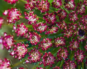 Queen Annes Lace | Floral Wall Art | Digital Download