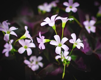 Purple Shamrock | Floral Wall Art | Digital Download