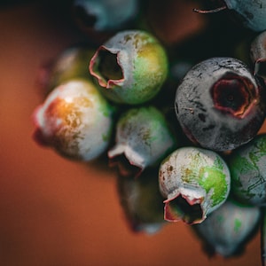 May include: Close-up of a cluster of blueberries, showcasing a mix of colors from green to deep blue. The berries have a waxy texture and are in various stages of ripeness, with a reddish-pink hue at the base of each berry.