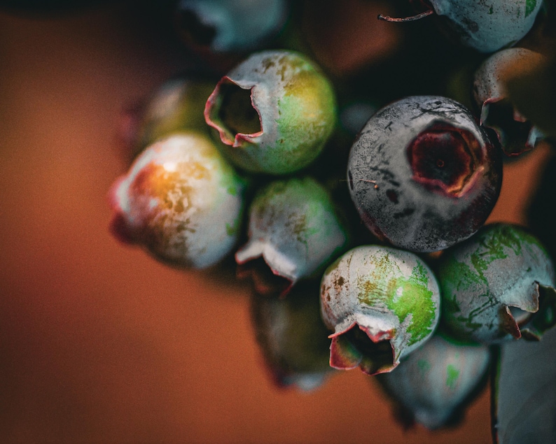 May include: Close-up of a cluster of blueberries, showcasing a mix of colors from green to deep blue. The berries have a waxy texture and are in various stages of ripeness, with a reddish-pink hue at the base of each berry.